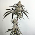 Lazeralus Feminized Seeds by Exotic Genetix