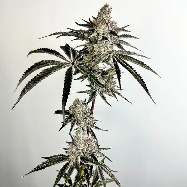 Lazeralus-600x600 Lazeralus Feminized Seeds by Exotic Genetix - Image 1