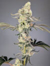 Lobzter Feminized Seeds by Cipher Genetics