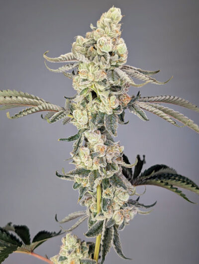 Lobzter Feminized Seeds by Cipher Genetics - Image 2