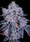 Lobzter Feminized Seeds by Cipher Genetics - Image 4