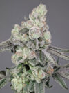 Lobzter Feminized Seeds by Cipher Genetics - Image 3