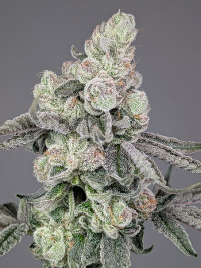 Lobzter Feminized Seeds by Cipher Genetics - Image 3