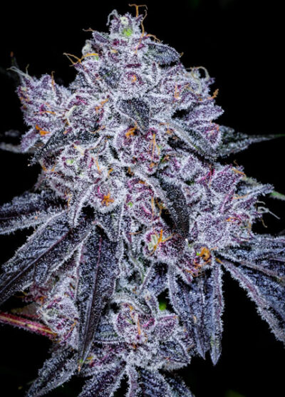 Lobzter Feminized Seeds by Cipher Genetics - Image 4