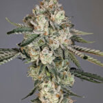 Louis Lobster Feminized Seeds by Cipher Genetics