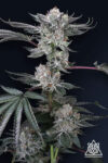 Luxar-Dos Feminized Seeds by Compound Genetics