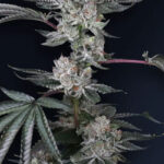 Luxar-Dos Feminized Seeds by Compound Genetics