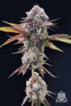Marshmallow OG Feminized Seeds by Compound Genetics