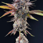 Marshmallow OG Feminized Seeds by Compound Genetics