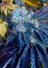 Maui Lobster Feminized Seeds by Cipher Genetics