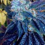 Maui Lobster Feminized Seeds by Cipher Genetics