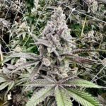 Melt Monster Feminized Seeds by Exotic Genetix