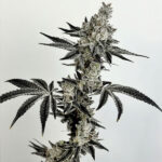 Nut Buster Feminized Seeds by Exotic Genetix