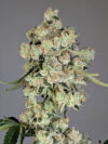 " Off Gas " Feminized Seeds by Cipher Genetics