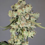 " Off Gas " Feminized Seeds by Cipher Genetics