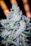 " Off Gas " Feminized Seeds by Cipher Genetics - Image 3