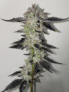 Paint Stripper Feminized Seeds by Cipher Genetics