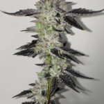 Paint Stripper Feminized Seeds by Cipher Genetics
