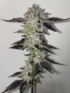Paint Stripper Feminized Seeds by Cipher Genetics
