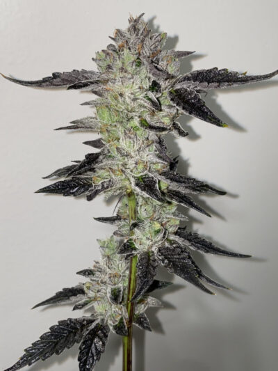 Paint Stripper Feminized Seeds by Cipher Genetics - Image 3