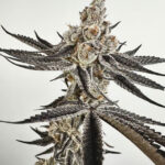 Polar Dusk Feminized Seeds by Exotic Genetix ( Special Batch )