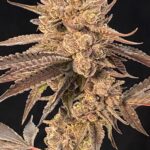 Roze Lobster Feminized Seeds by Cipher Genetics