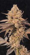 Roze Lobster Feminized Seeds by Cipher Genetics