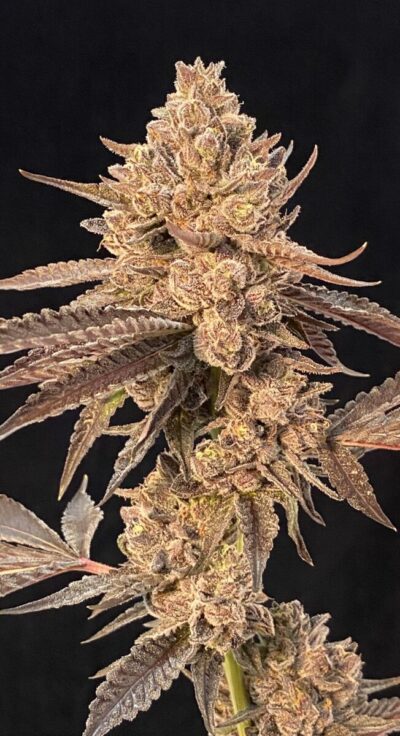 Roze Lobster Feminized Seeds by Cipher Genetics - Image 3
