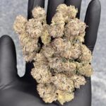 Schedule Z Feminized Seeds by Cipher Genetics
