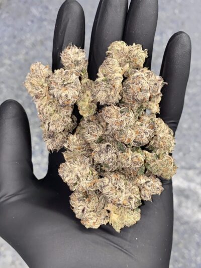 Schedule Z Feminized Seeds by Cipher Genetics - Image 3