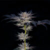 Slipstream Feminized Seeds by Compound Genetics