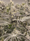 Snow Lobster Feminized Seeds by Cipher Genetics