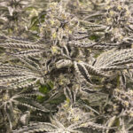 Snow Lobster Feminized Seeds by Cipher Genetics