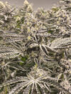 Snow Lobster Feminized Seeds by Cipher Genetics