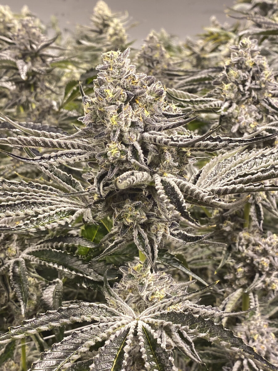 SnowLobster Snow Lobster Feminized Seeds by Cipher Genetics - Image 1