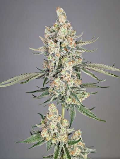 Strawberry Lobster Feminized Seeds by Cipher Genetics - Image 3