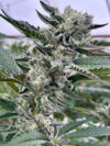 Strawberry Lobster Feminized Seeds by Cipher Genetics - Image 2