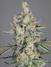 Strawberry Lobster Feminized Seeds by Cipher Genetics