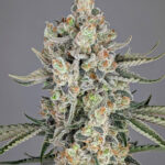 Strawberry Lobster Feminized Seeds by Cipher Genetics