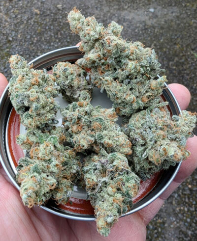 Strawberry Lobster Feminized Seeds by Cipher Genetics - Image 4