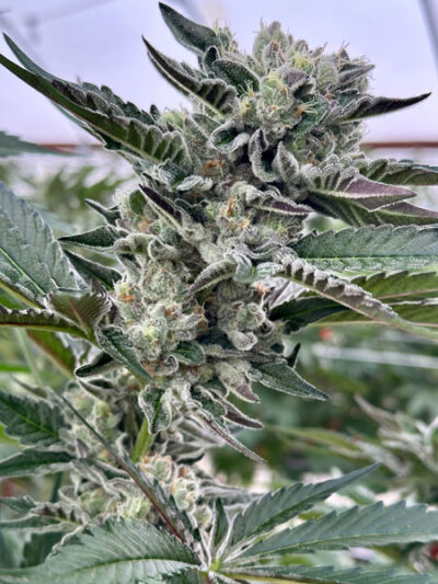 Strawberry Lobster Feminized Seeds by Cipher Genetics - Image 2