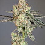 Trapline Feminized Seeds by Cipher Genetics