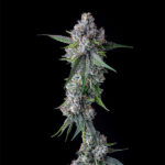 Trillianz Feminized Seeds by Compound Genetics