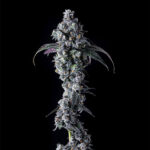 UK Riot Feminized Seeds by Compound Genetics