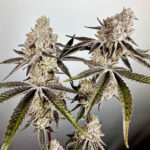 Vapor-Iced Feminized Seeds by Exotic Genetix ( Special Batch )