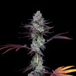 Wild Card Feminized Seeds by Compound Genetics