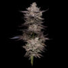 Animorph Mints Feminized Seeds by Compound Genetics