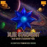 Blue Starburst Feminized Seeds by Nugs 420