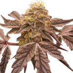 Fire N Hot Feminized Seeds by Nugs 420