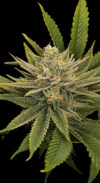 Garlic Trap Feminized Seeds by Nugs 420 - Image 3